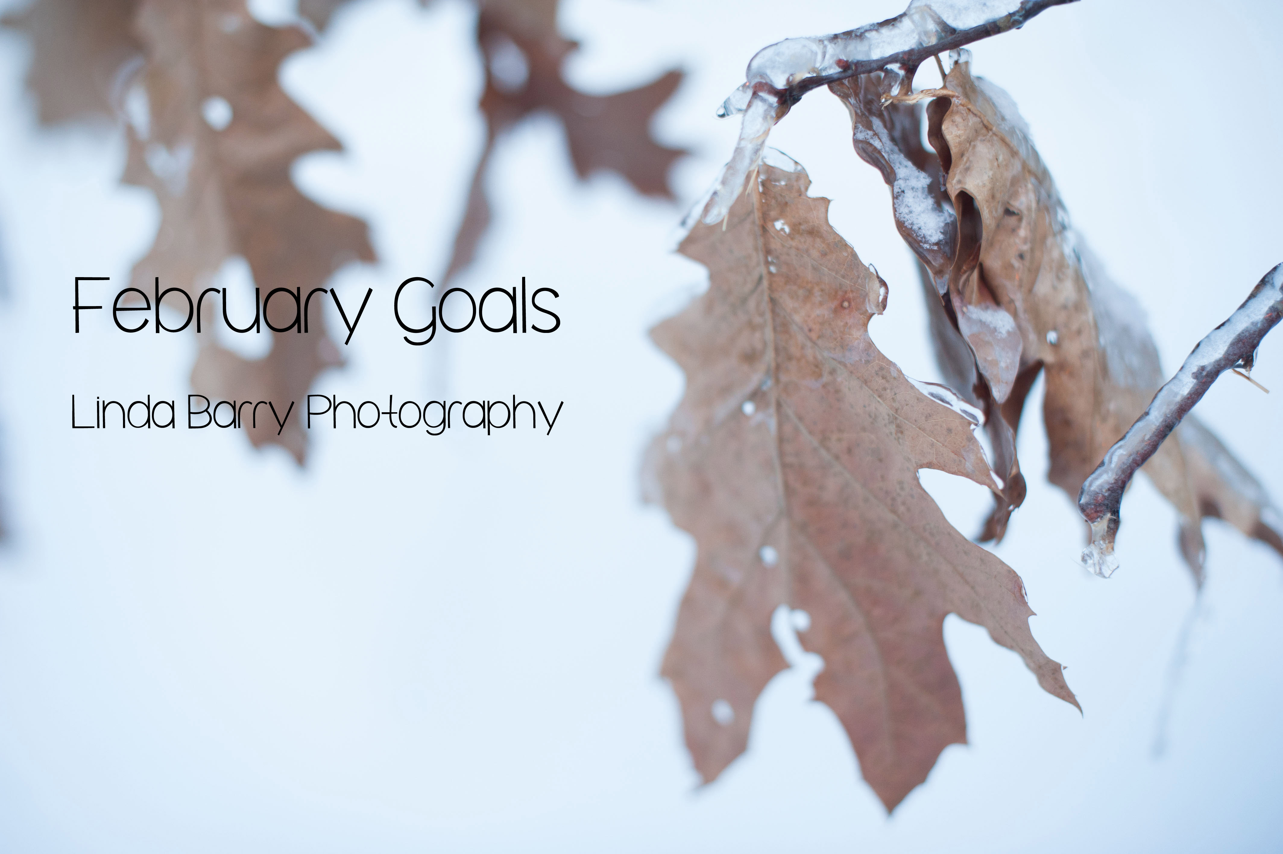 photography business goals, monthly goals, linda barry photography