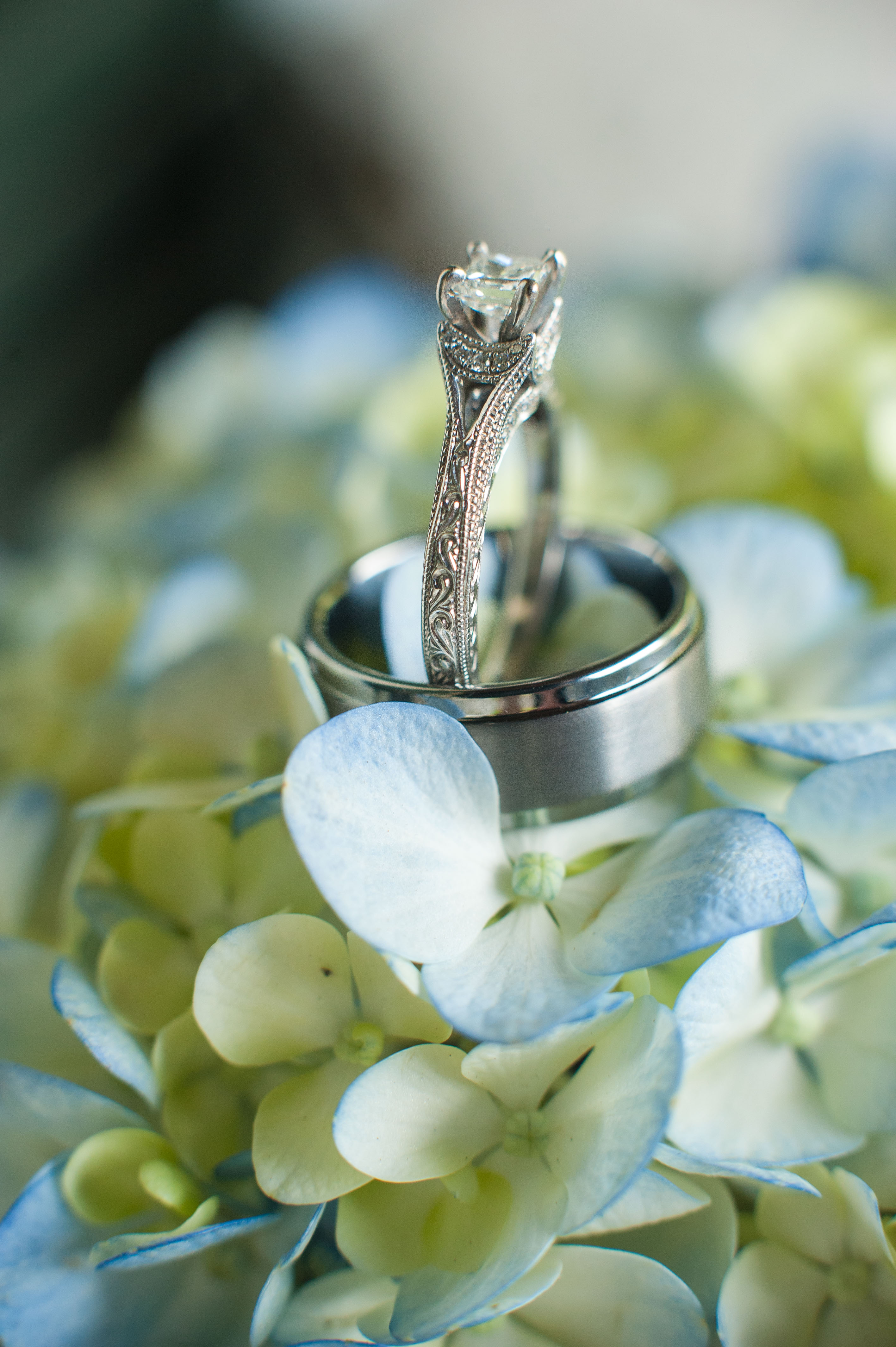 wedding rings, photography, portland wedding photography, wedding rings on hydrangeas, hydrangeas